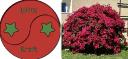 20260502 den r&ouml;da Bougainvillean utstr&aring;lar kraft