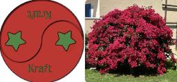 20260502 den r&ouml;da Bougainvillean utstr&aring;lar kraft