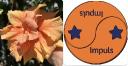 20260505 en orange dubbel hibiskus