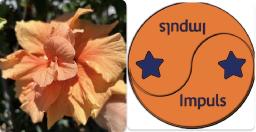 20260505 en orange dubbel hibiskus
