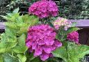 20260804 Hortensia dagens blomma