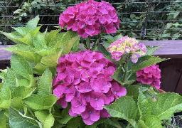 20260804 Hortensia dagens blomma