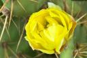 En gul kaktus blomma