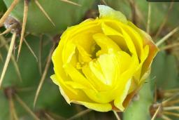 En gul kaktus blomma