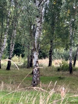 IMG_1497.jpeg